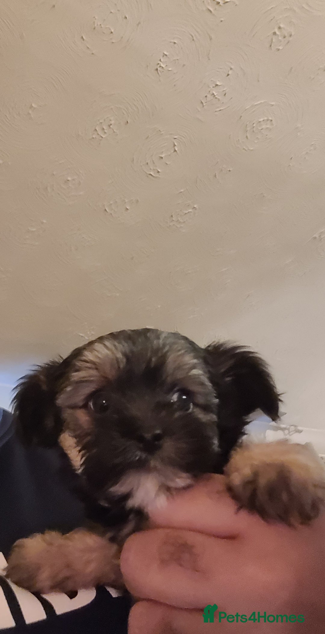 Chorkie dogs for sale: Tiny Pups for sale - Image 9