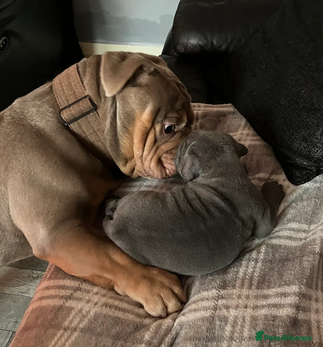 English Bulldog dogs for stud: ⭐️Proven English Bulldog available for stud⭐️ in Solihull - Advert 23