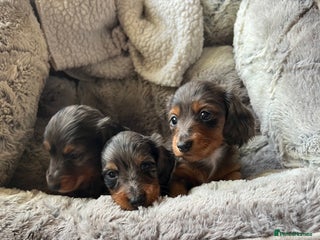 Miniature Dachshund dogs Long hair miniature dachshund silver dappled - Advert 8