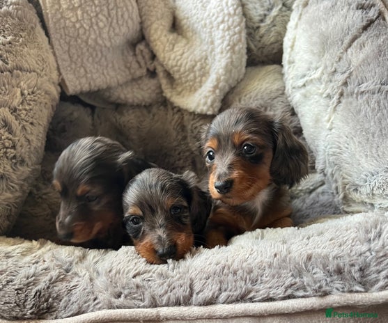 Miniature Dachshund dogs Long hair miniature dachshund silver dappled - Advert 2