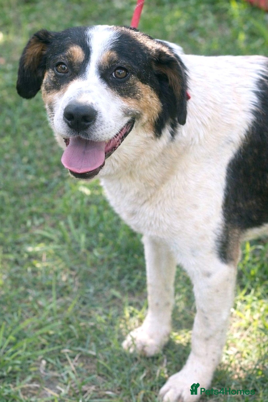 Mixed Breed dogs ✨ Flo – a smile that steals your heart ✨ - Advert 1