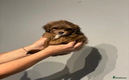 Shih Tzu dogs for sale: TINY Asian small toy Shipoo’s ADORABLE  - Image 4