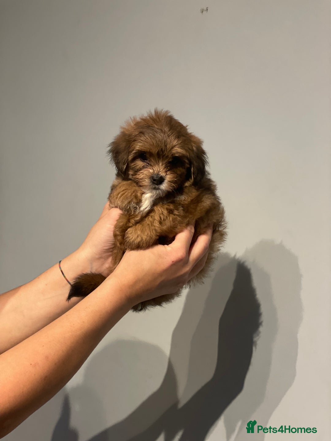 Shih Tzu dogs for sale: TINY Asian small toy Shipoo’s ADORABLE  - Image 4