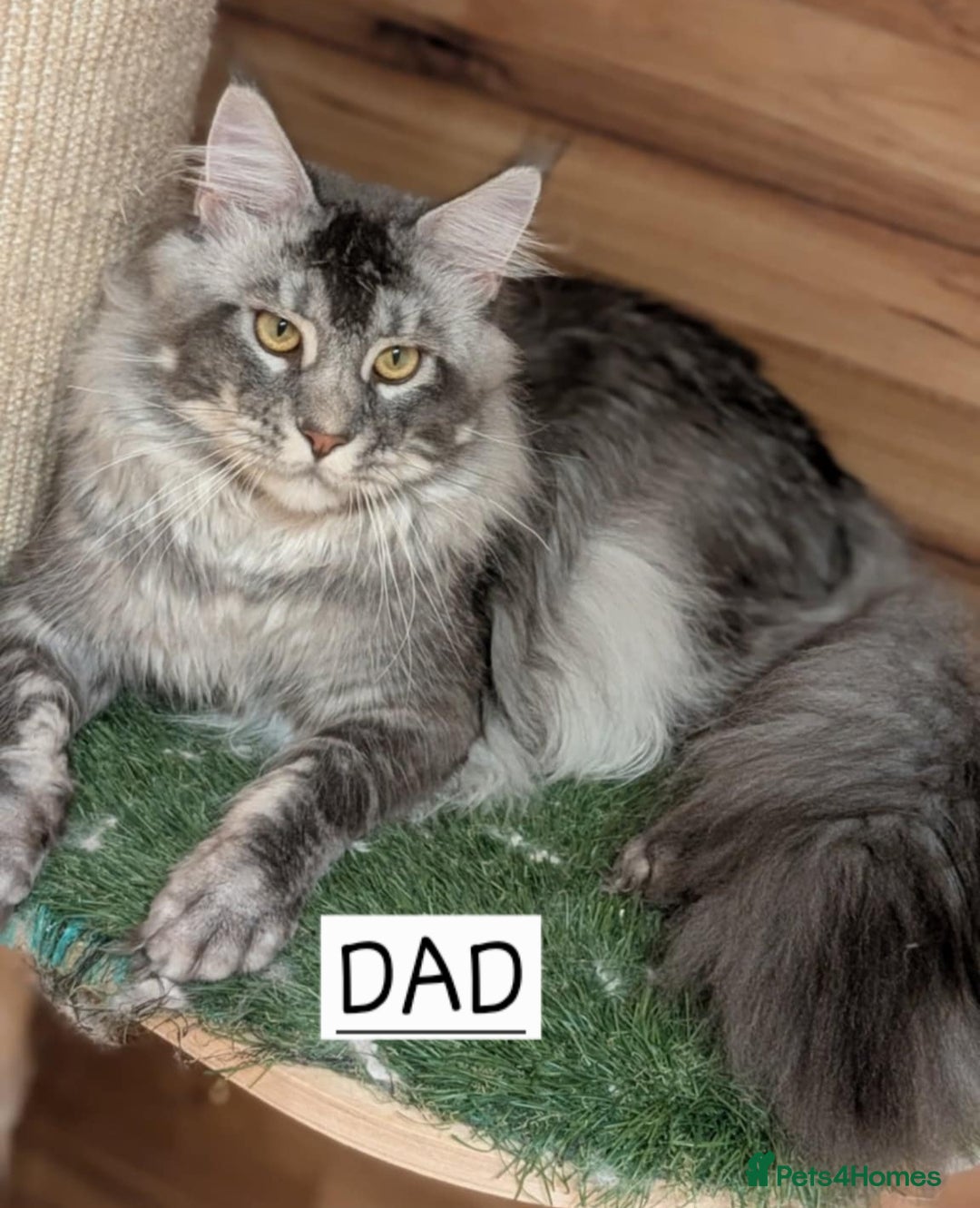 Maine Coon cats for sale: Last male Maine coon kitten READY European lines  - Image 10