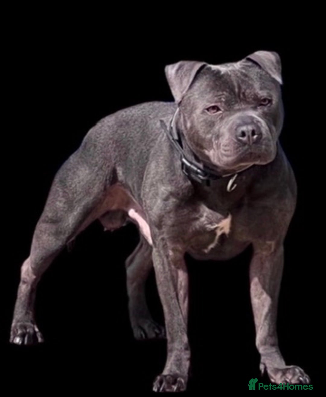 Staffordshire Bull Terrier dogs for sale: Health Tested Clear Staffordshire Bull Terrier's - Advert 40