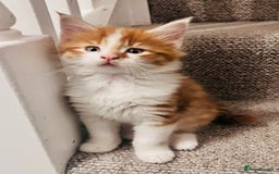 Maine Coon cats for sale: Beautiful Maine Coon x fur babies  - Image 13