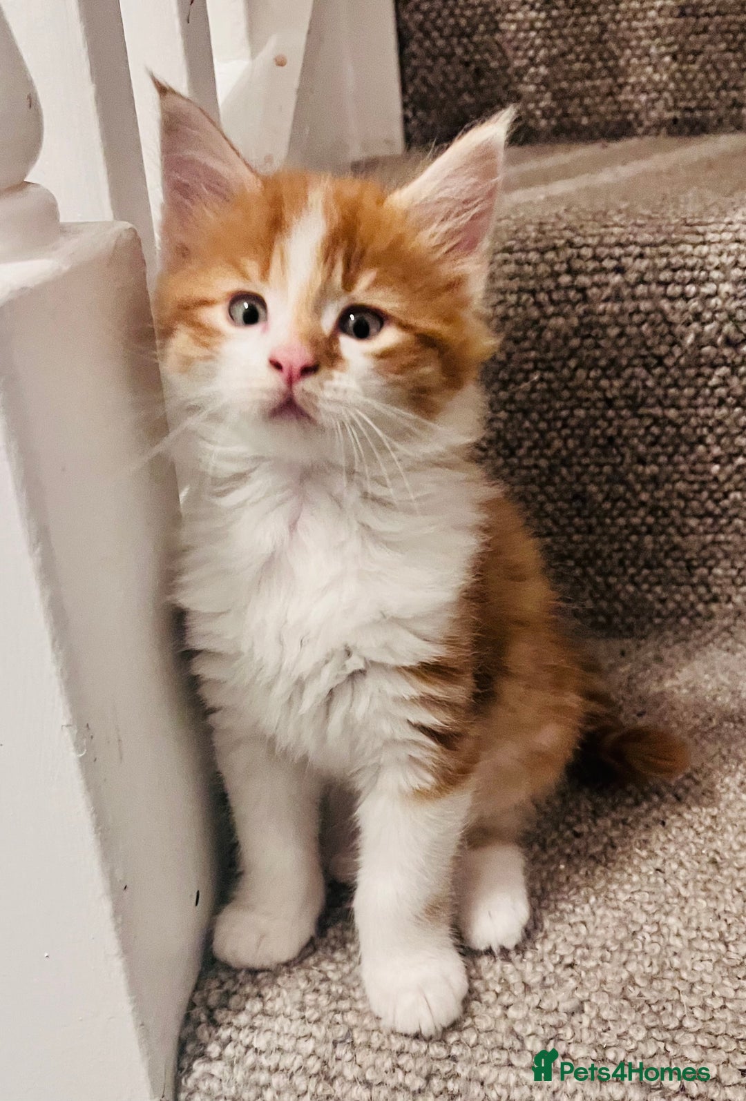 Maine Coon cats for sale: Beautiful Maine Coon x fur babies  - Image 13