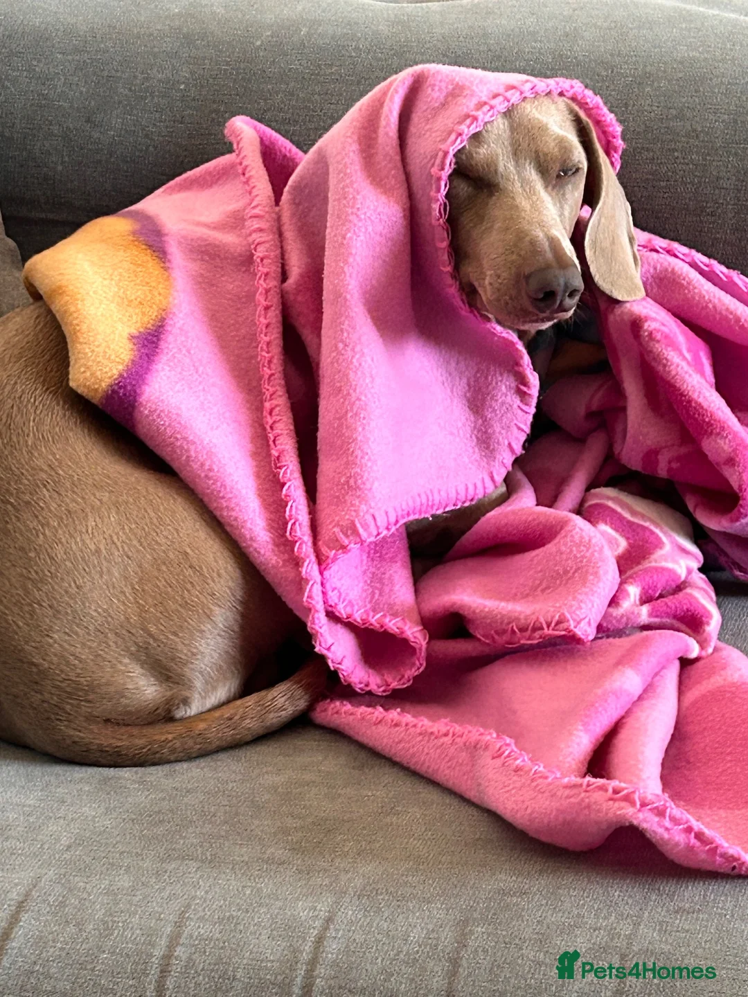Miniature Dachshund dogs for sale: Miniature dachshund  in Bexhill-on-Sea - Advert 2