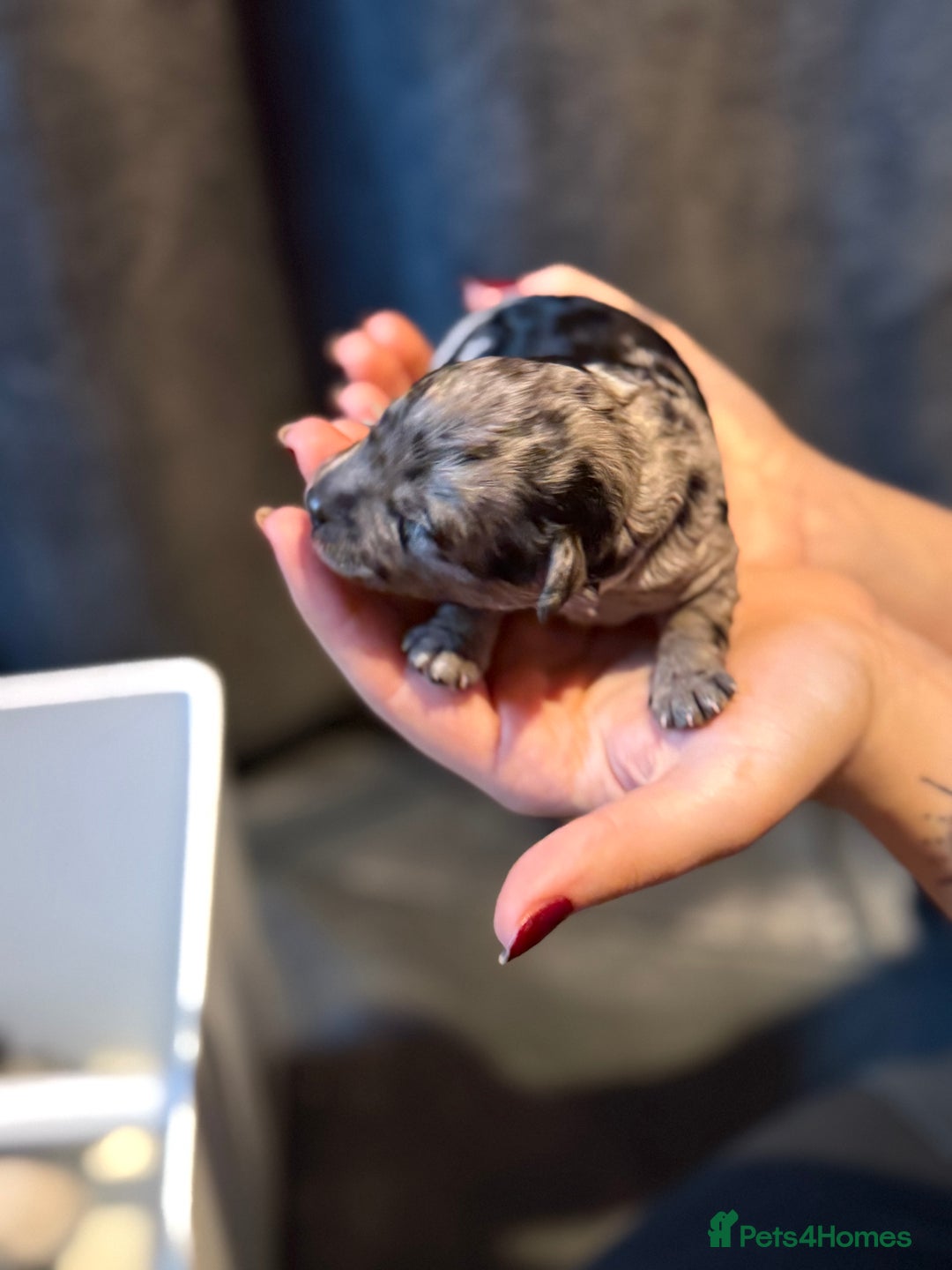 Cavapoo dogs for sale: F1b Health tested Phantom chocolate Merle Cavapoo - Advert 14