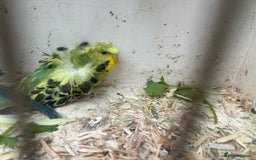 Budgerigars birds for sale: Black Wings and Hagoromo Budgies for Sale - Image 2