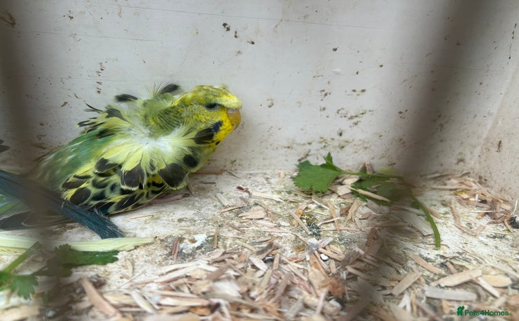 Budgerigars birds - Advert 4