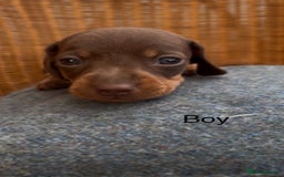 Dachshund dogs for sale: Gorgeous mini dachshund puppies!! - Image 12