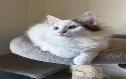 Mixed Breed cats for sale: Beautiful Ragdoll Kittens  - Advert 1