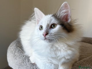 Mixed Breed cats Beautiful Ragdoll Kittens - Advert 17