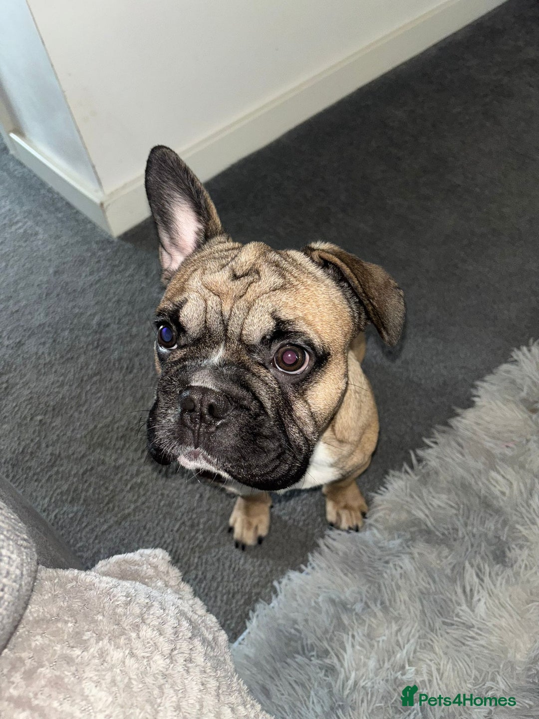 Mixed Breed dogs for sale: ROPE french bulldog  - Advert 2
