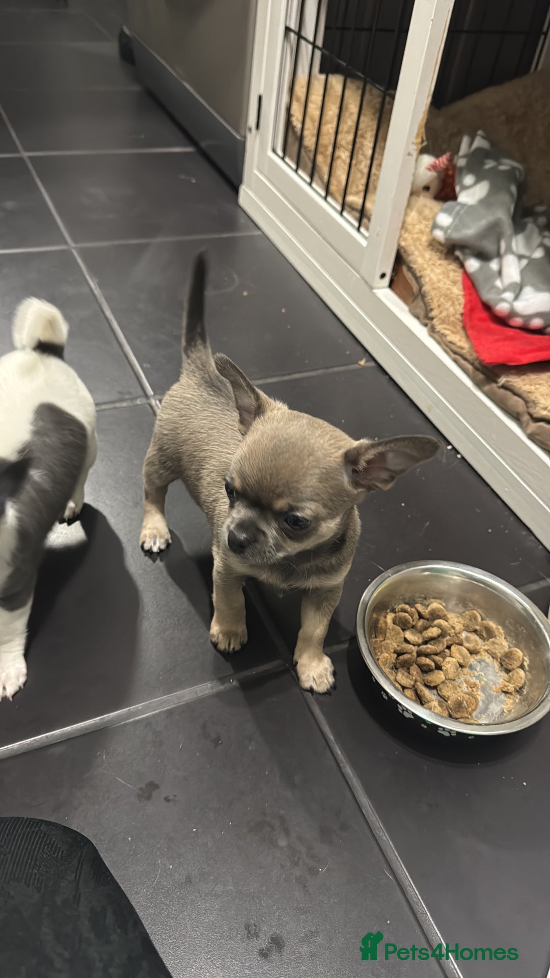 Chihuahua dogs for sale: Blue fawn male chihuahua puppy - Advert 7