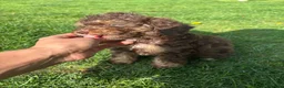 Cockapoo dogs for sale: Beautiful cockapoos  in Peterborough - Advert 9