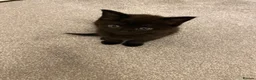 Mixed Breed cats for sale: 3 cats  in Boston - Advert 7