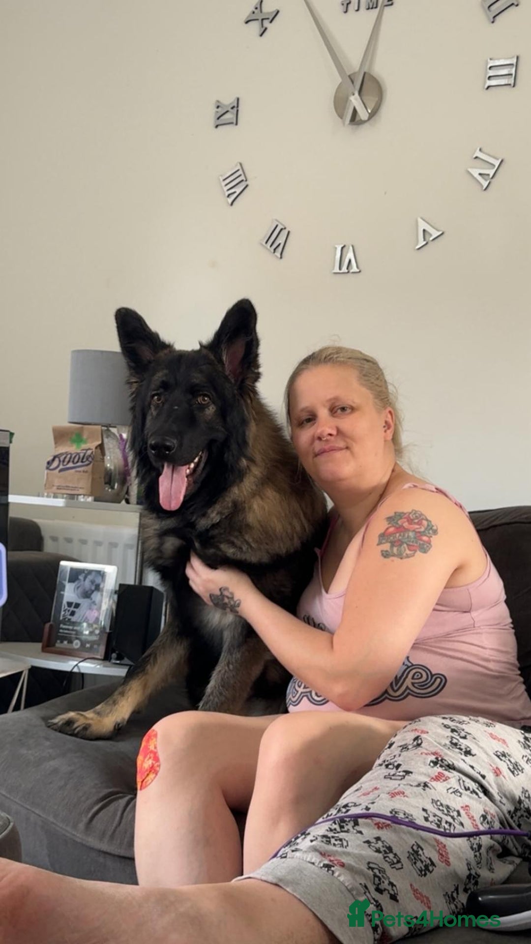 German Shepherd dogs for sale: ACE AND LUNA - Image 17