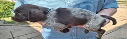 Mixed Breed dogs for sale: Lovely marked GWP / ESS puppies for sale  in Dalkeith - Advert 3
