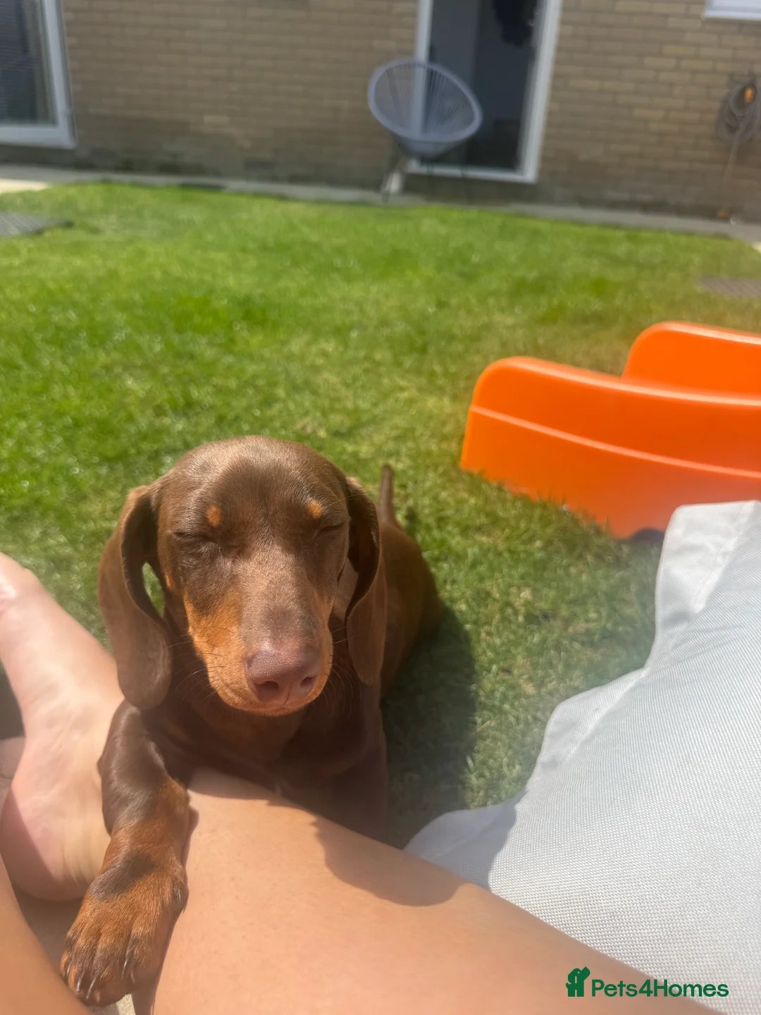 Dachshund dogs for sale: Mabel the Dachshund 🐶 REHOME FOR FREE  - Advert 16