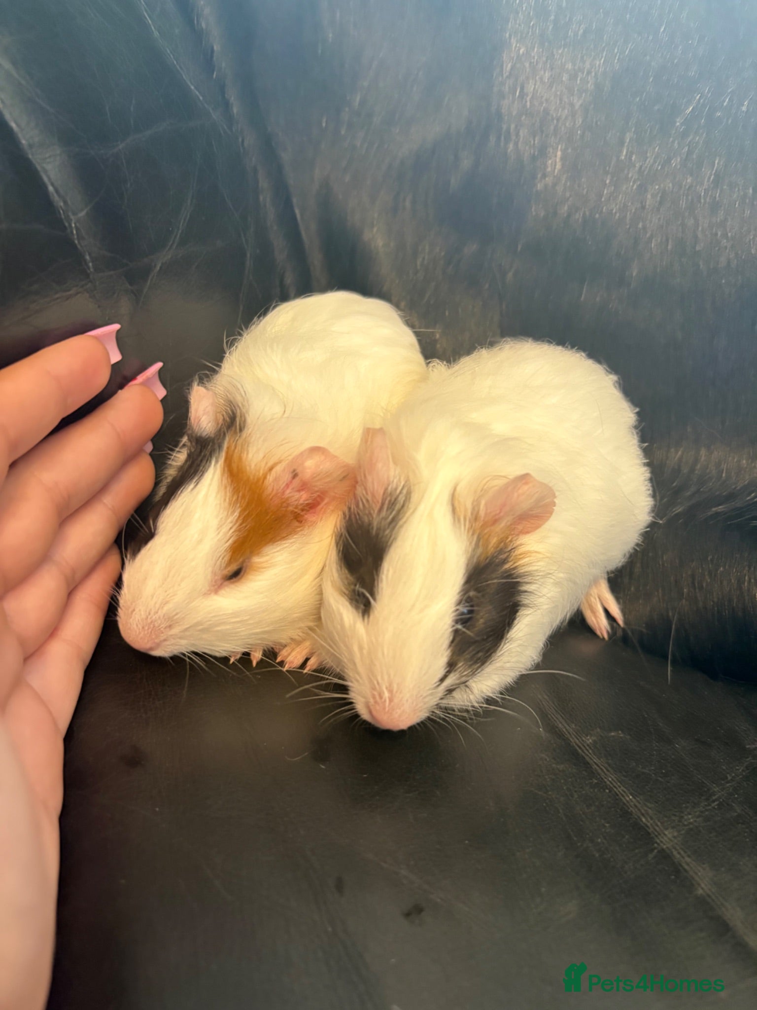 Guinea Pig rodents Pair of baby boar guinea pigs🩵  - Advert 1