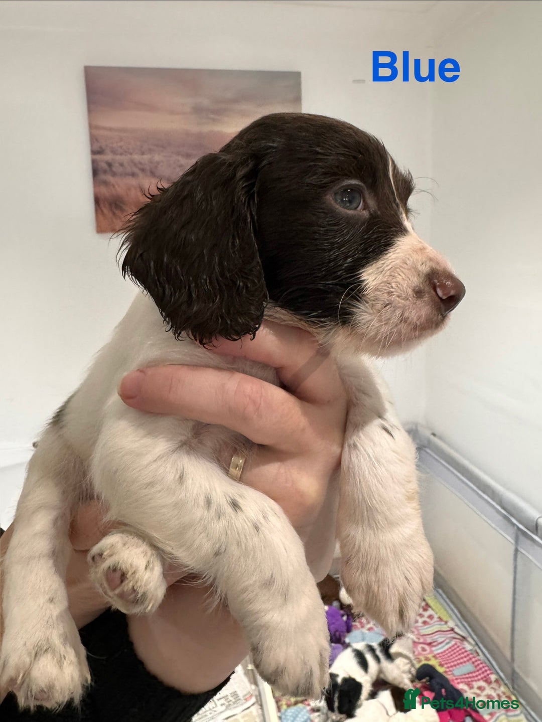 English Springer Spaniel dogs for sale: English Springer Spaniel Pups.  - Advert 4