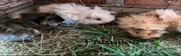 Guinea Pig rodents for sale: Beautiful mixed litter of Lunkarya babies  - Advert 4