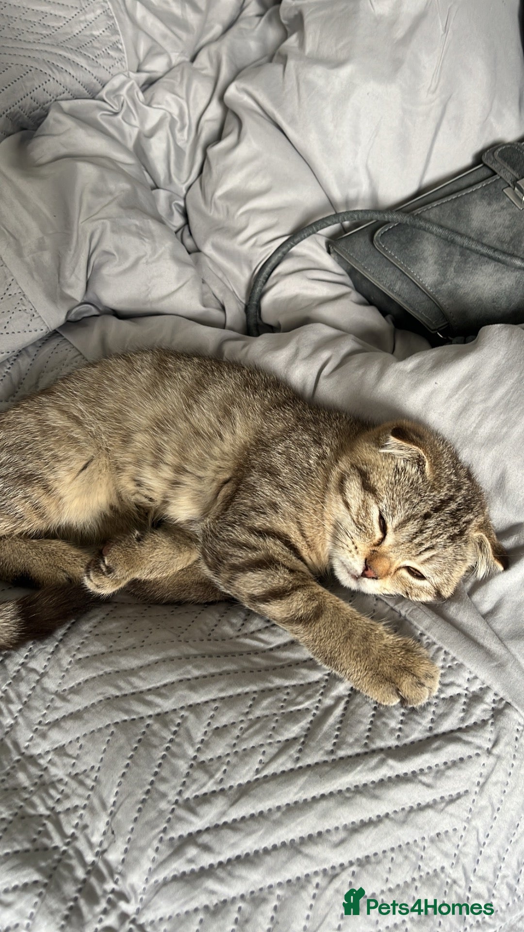 Domestic Shorthair cats Scottish Shorthair Small, Friendly, Cute  - Advert 5
