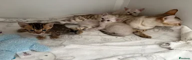 Bengal 2