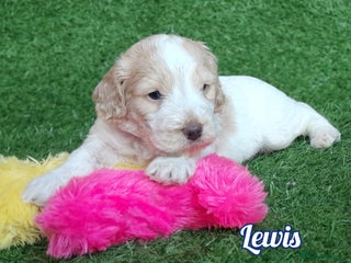 Cockapoo dogs Stunning F1 Cockapoos Available - Advert 13
