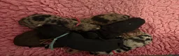Cockapoo dogs for sale: 💖 Exceptional F1 Cockapoo Puppies 💖  - Advert 6