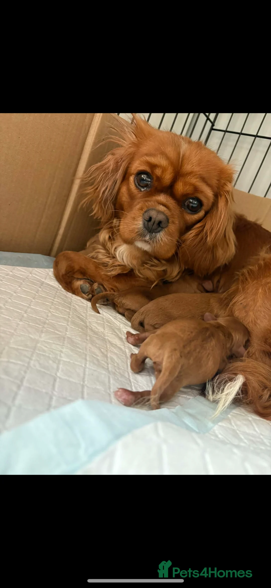 Cavapoo dogs for sale: F1 Cavapoo puppies  - Advert 2