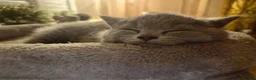 British Shorthair cats for sale: 3 British Shorthair Girls Lilac and Blue - Advert 10