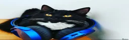 Mixed Breed cats for sale: Playful Maine Coon Mix Needs a Home - Advert 3