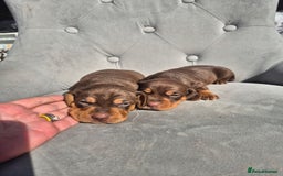 Dachshund dogs for sale: Miniature dachshund puppies PRA CLR - Image 11