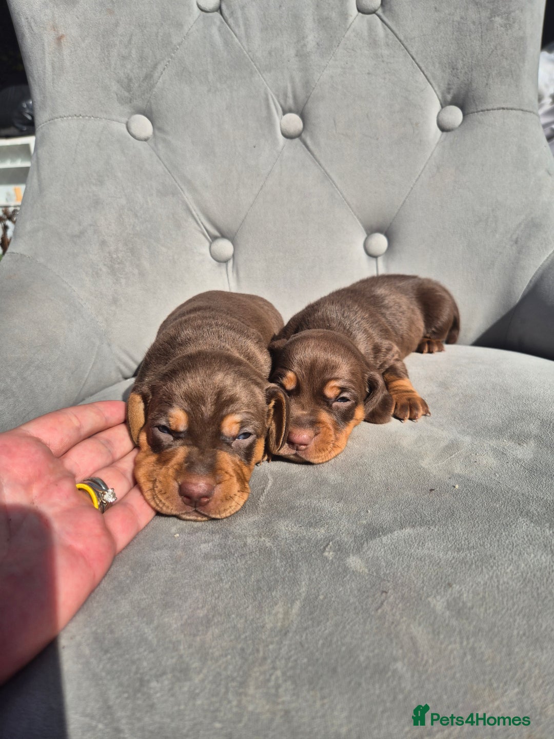 Dachshund dogs for sale: Miniature dachshund puppies PRA CLR - Image 11