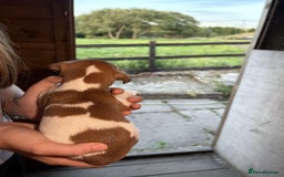 Jack Russell dogs for sale: Jack Russell puppies 5 boys left - Image 6