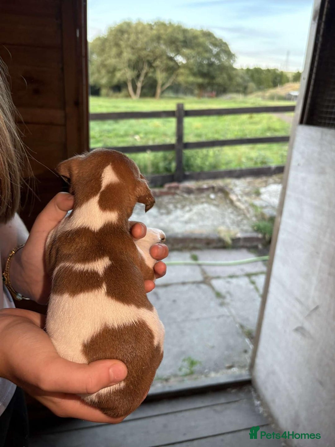 Jack Russell dogs for sale: Jack Russell puppies 5 boys left - Image 6