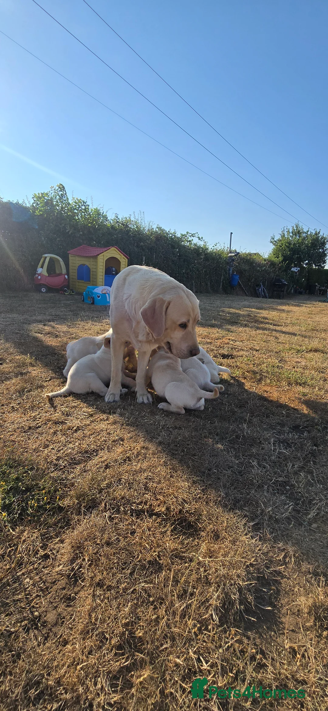 Labrador Retriever dogs for sale: White/golden Labrador Retriever Puppies - Advert 2