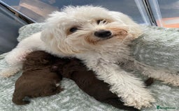 Cavapoo dogs for sale: Beautiful F1b Cavapoo girl  - Image 5