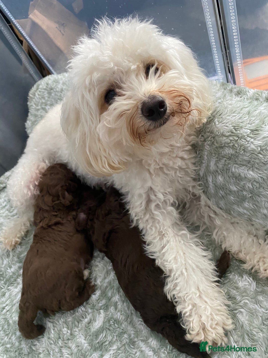 Cavapoo dogs for sale: Beautiful F1b Cavapoo girl  - Image 5