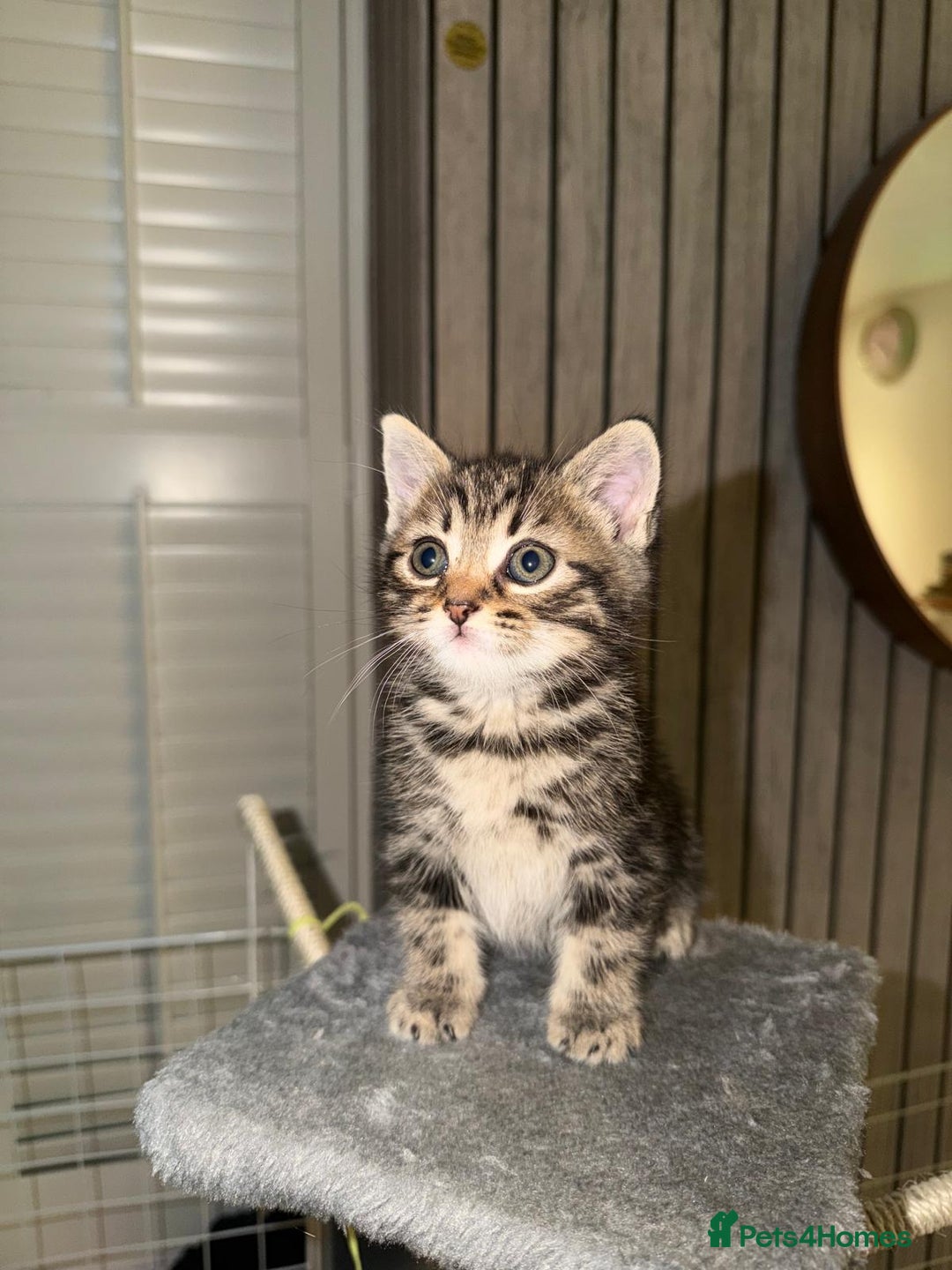 European cats for sale: 6 beautiful tabby/black kittens for sale! - Advert 3