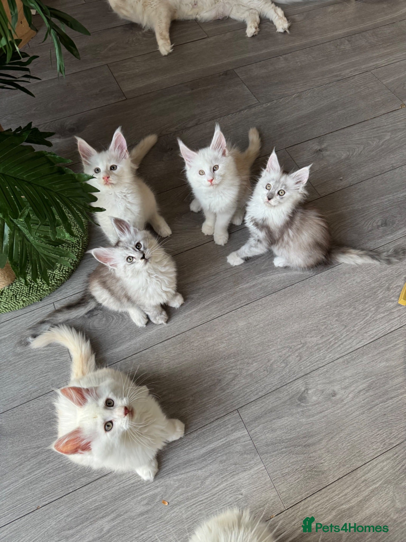 Maine Coon cats     🌟🌟Amazing Kittens Maine Coon 🌟🌟 - Advert 17