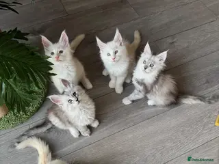 Maine Coon cats 🌟🌟Amazing Kittens Maine Coon 🌟🌟 - Advert 17