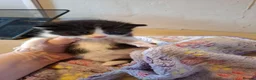 Mixed Breed cats for sale: 4 Black and White Kittens - Advert 6