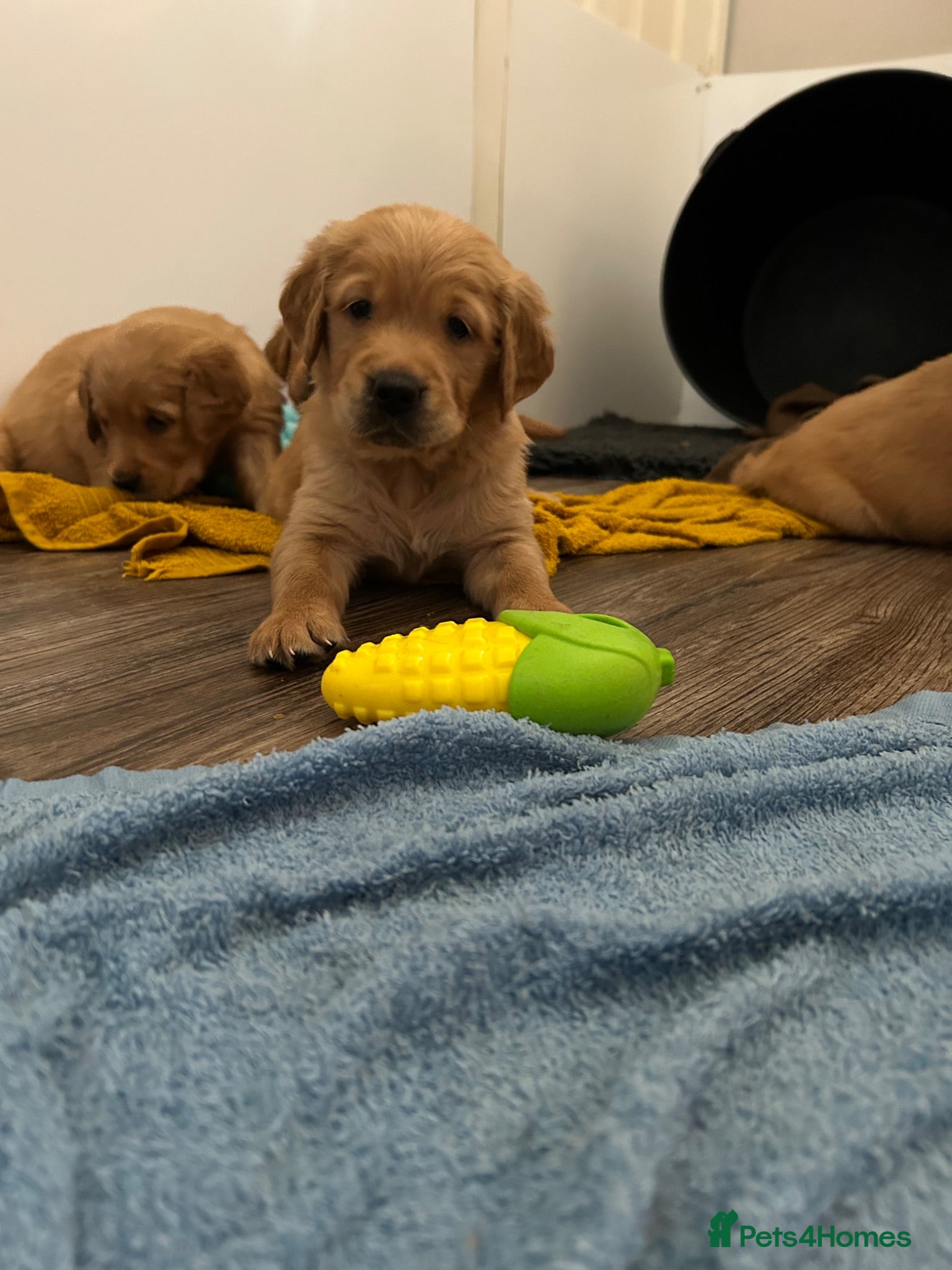 Golden Retriever dogs Beautiful litter of dark red golden retriever pups - Advert 1