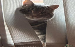 Domestic Shorthair cats for sale: 2 Beautiful Males (selling due2my partners illness - Image 5