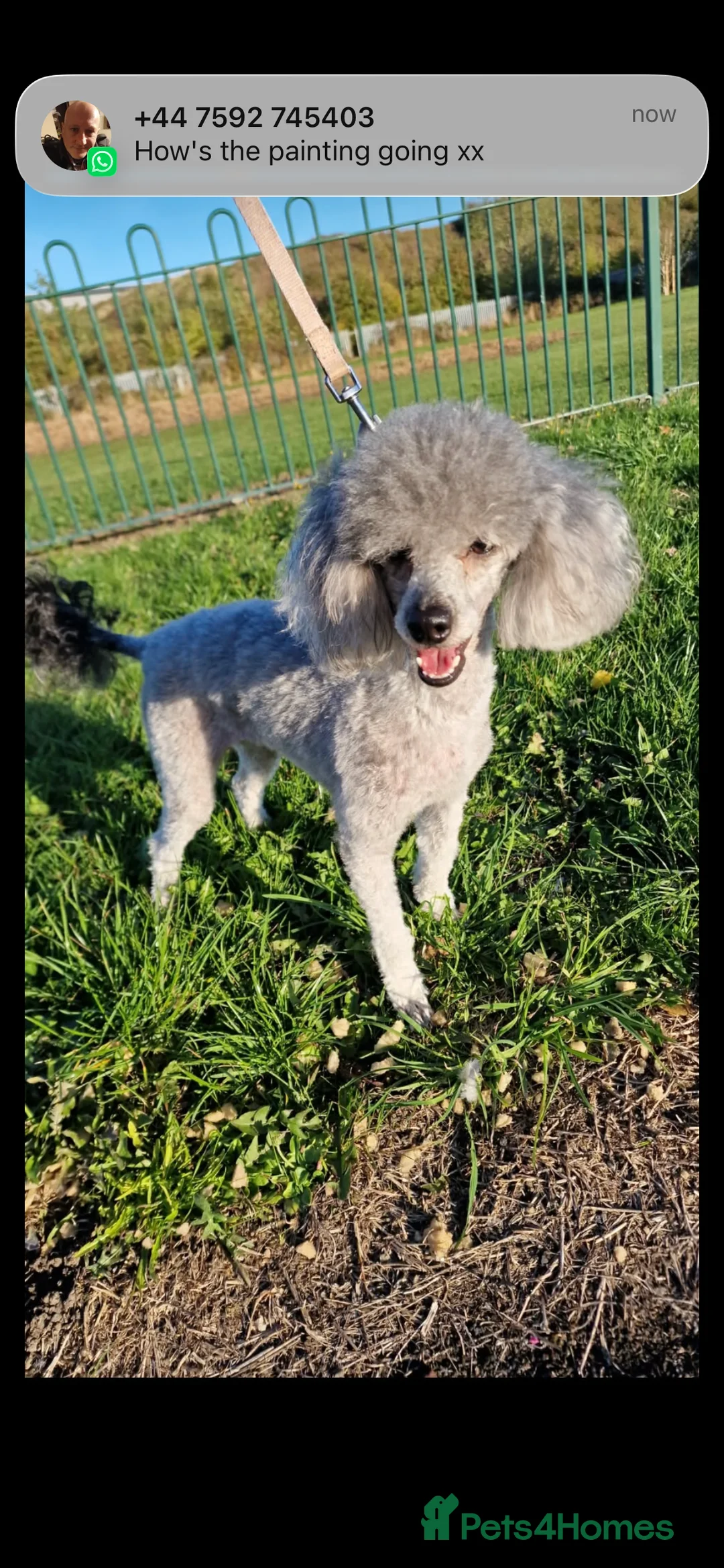 Poodle dogs for sale: Teddy(ted for short) poodle - Advert 2