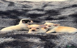 Chihuahua dogs for sale: Chihuahua puppy’s  - Image 15
